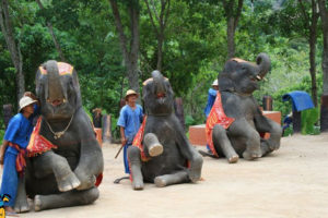 Elephant-&-Monkey-Show