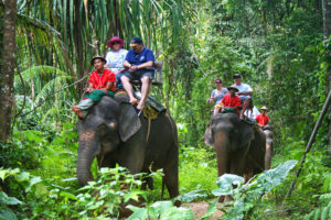 elephant-trekking
