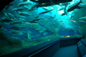 underwater-world-pattaya